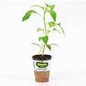Bonnie Plants Jalapeño Pepper